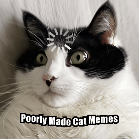 Poorly Made Cat Memes GIF