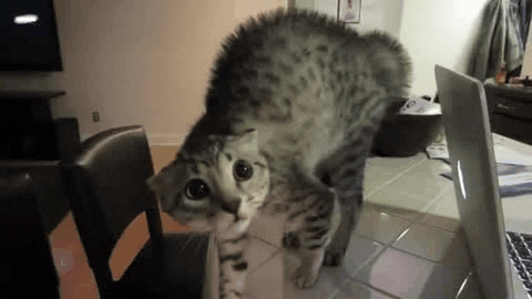 scared cat GIF