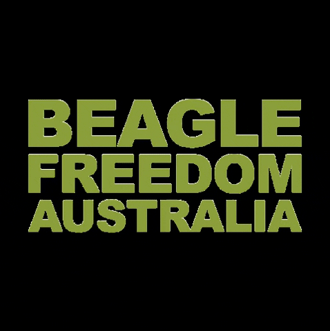 BeagleFreedomAustralia love cat dog link in bio GIF