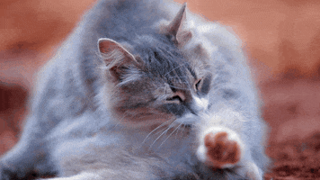 Cat GIF