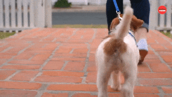 Puppy Goodbye GIF by BuzzFeed