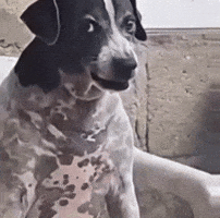 Dogs Angrydog GIF