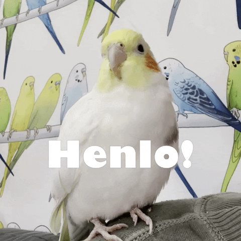 Bird Hello GIF