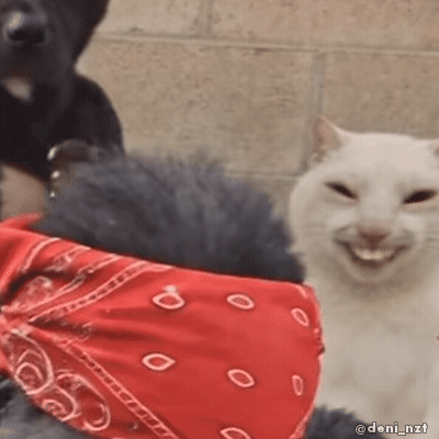 White Cat Smile GIF
