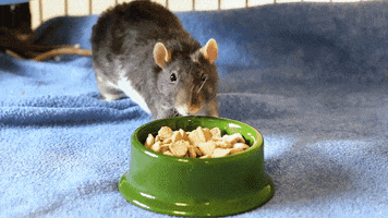 Rat GIF by Oxbow Animal Health