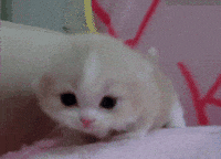 Grrr Cat GIFs