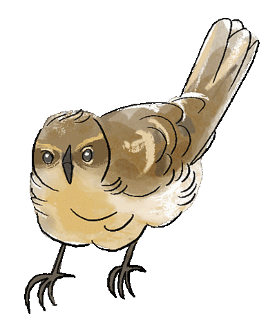 Illustration Vogel Sticker by Naturschule fernundaktiv