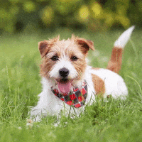 pix Happy Dog Wagging Tail Gif dog food sticker by tails com for ios