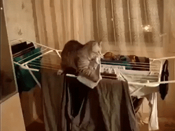 https://media3.giphy.com/media/ICgMf5c0II8co/giphy.gif?cid=3640f6095c7e57de7679542f63b309f2
