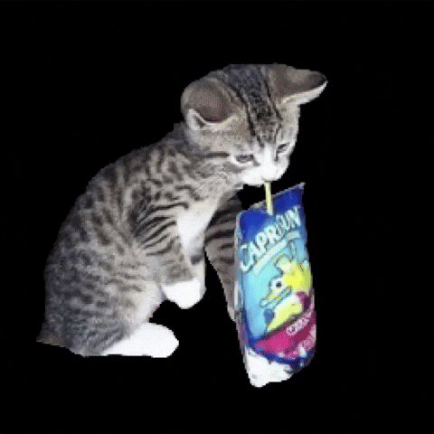 Cat GIF