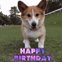 Birthday-dog GIFs - Get the best GIF on GIPHY