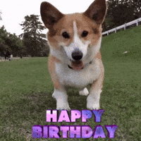 Happy Birthday Cute Gifs Get The Best Gif On Giphy