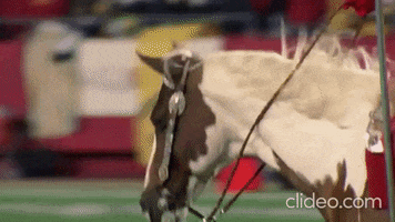 Chiefs Warpaint Mascot Horse Arrowhead GIF