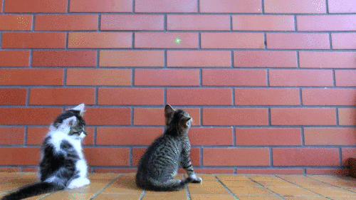 cat funny cats GIF