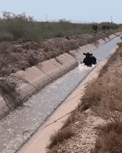 Water GIF