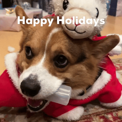 Dog Christmas GIF