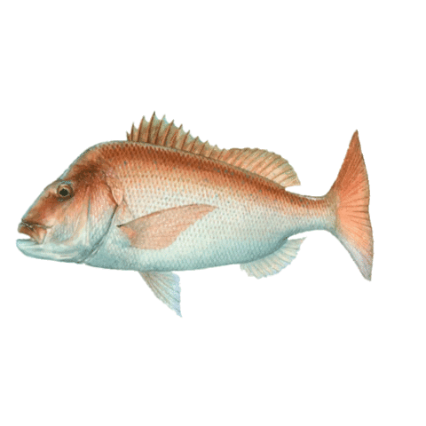 Adreno Sticker by Adrenospearfishing