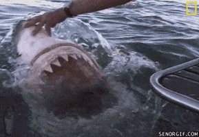 Video gif. Shark thrashes in the water with its mouth open wide trying to gnaw on the side of a boat. A hand pushes it away.