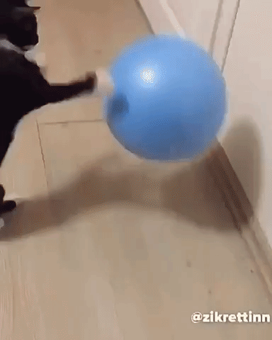  cat ball playing child GIF