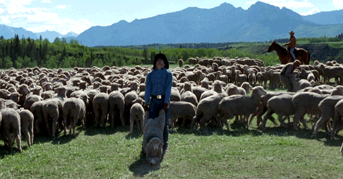 Image result for sheep herding gif