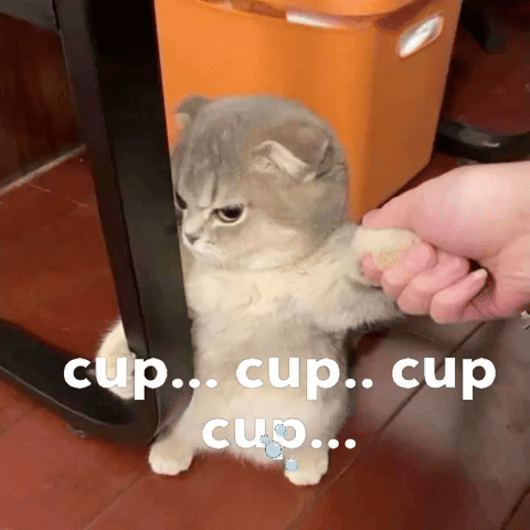 Kucing GIF