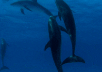 spotted dolphin sea GIF