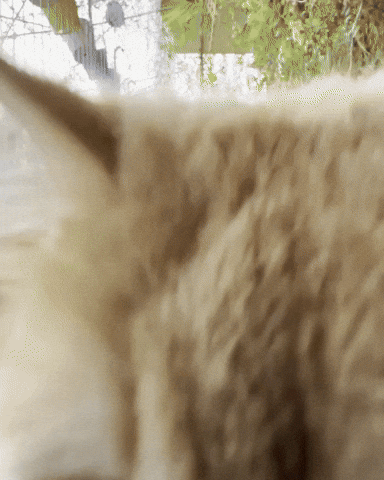 Orange Cat GIF