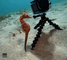 Ocean Seahorse GIF by Storyful