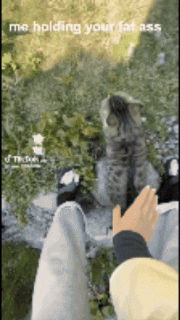 Cat GIF
