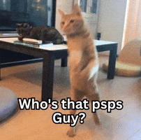 Orange Cat GIF