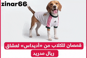 Dog Adidas GIF