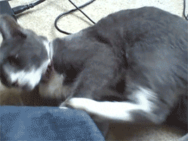 giphy.gif?cid=790b76115cf15bed524962473200cd6d&rid=giphy.gif