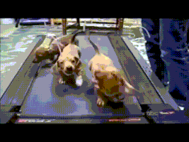 Weiner Dogs Running GIF