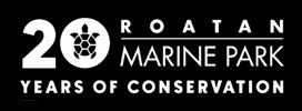 Anniversary GIF by Roatan Marine Park