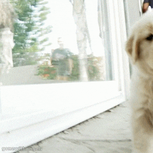 practice self care during the quarantine by staying happy cute puppy