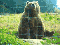 Video gif. A giant bear is sitting behind a gate and they see us. They look directly at us as they raise a paw and wave hello, very cutely and rather derpy. 