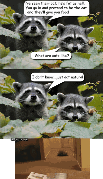 Page Raccoons GIF by Cheezburger