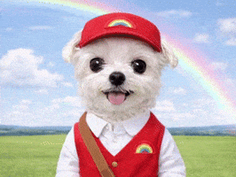 말티즈쪼꼬 GIF