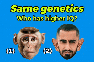 Monkey Punjabi GIF