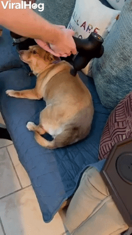 Doggo Loves Massage Therapy Gun GIF by ViralHog