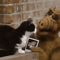 alf stalking GIF by absurdnoise