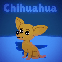 Chihuahua Chewbacca!!