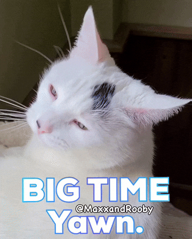 White Cat Yawn GIF