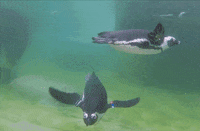 March Of The Penguins Baby GIF by HULU - Find & Share on GIPHY