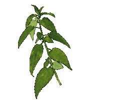 Plante Sticker