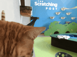 Annenberg PetSpace GIF