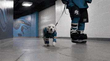 National Hockey League Dog GIF by San Jose Sharks