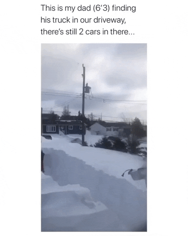 Snow Wow GIF by JustViral.Net