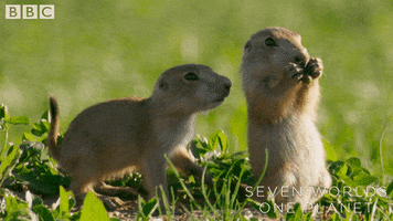 Give It To Me Please GIF by BBC Earth
