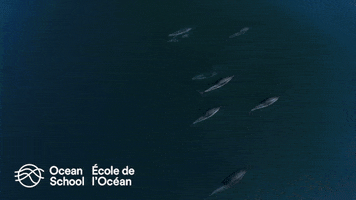 Ocean Scool - École de l'Océan GIF